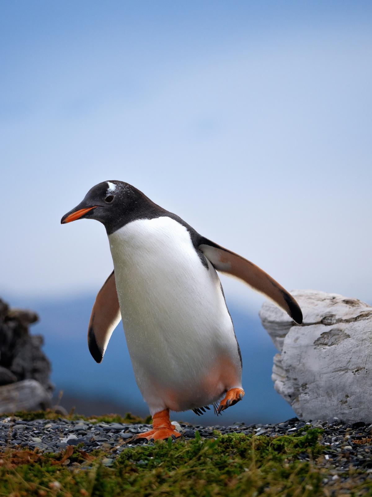 Linux: The Operating System for Digital Self-Determination